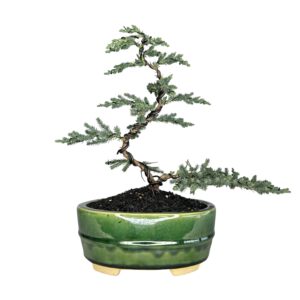 בונסאי ערער