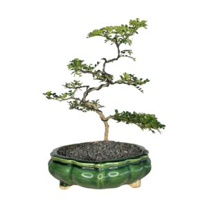 בונסאי פלפלון סיני