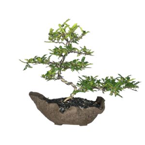 בונסאי פלפלון סיני