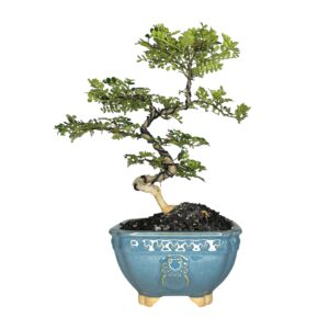 בונסאי פלפלון סיני