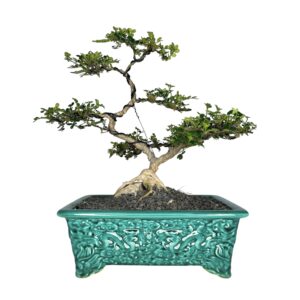 בונסאי פלפלון סיני