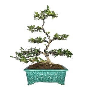 בונסאי פלפלון סיני