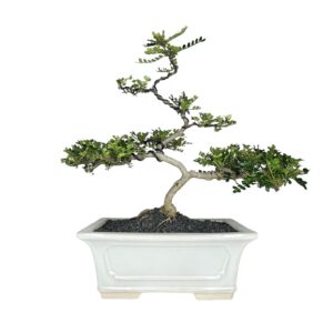 בונסאי פלפלון סיני