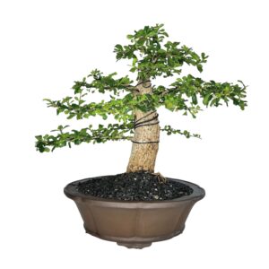 בונסאי פוקיאן טי - FUKIEN TEA