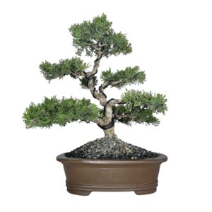 בונסאי ברוש מצוי טוטם