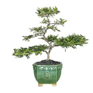 בונסאי פלפלון סיני