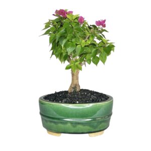 בונסאי בוגנוויליה 'מיני תאי'