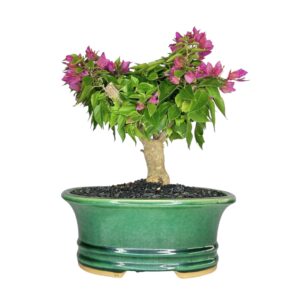 בונסאי בוגנוויליה 'מיני תאי'