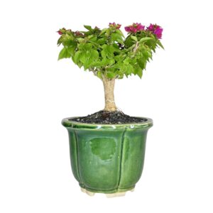 בונסאי בוגנוויליה 'מיני תאי'