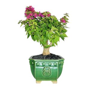 בונסאי בוגנוויליה 'מיני תאי'