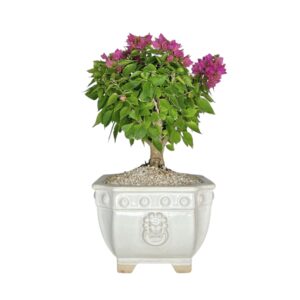 בונסאי בוגנוויליה 'מיני תאי'