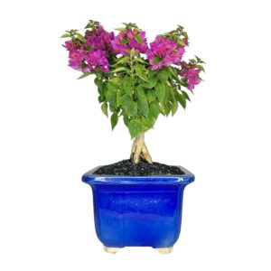 בונסאי בוגנוויליה 'מיני תאי'