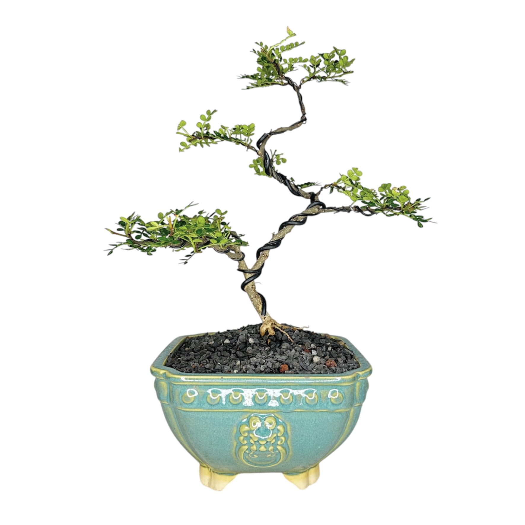 Photoroom_20260329_170544