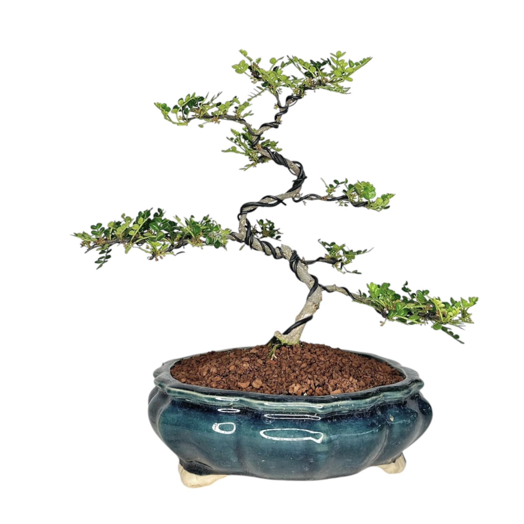 Photoroom_20260329_170649