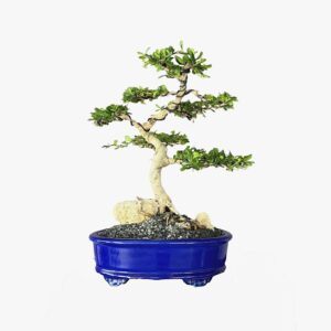 בונסאי פוקיאן טי - FUKIEN TEA