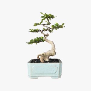 בונסאי פוקיאן טי - FUKIEN TEA