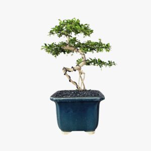 בונסאי פוקיאן טי - FUKIEN TEA