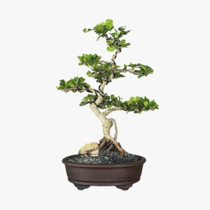 בונסאי פוקיאן טי - FUKIEN TEA