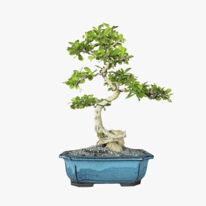 בונסאי פוקיאן טי - FUKIEN TEA